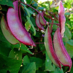 Hyacinth Bean Asia Hyacinth Bean Seeds Purple Flower Lablab purpureus Vegetable Non-GMO