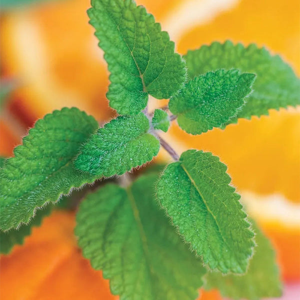 Lemon Balm, Mandarina