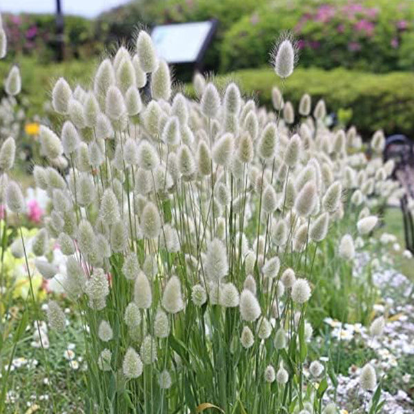 Bunny Tails Ornamental Grass Seeds for Planting, Dried Flowers, Crafts, Lagarus Ovatus