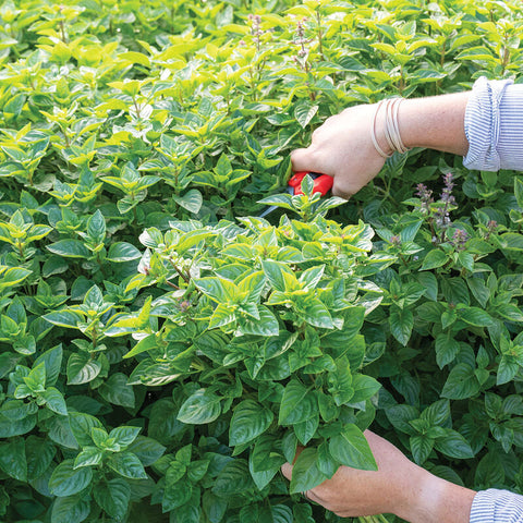 Everleaf Lemon Basil Seed