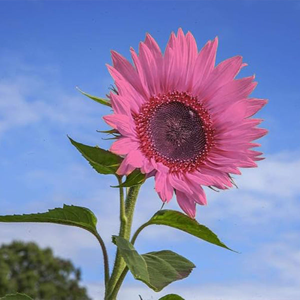 Iris Tectorum Rose Sunflower  Pink Sunflower Seeds Pink Sunflower Seeds