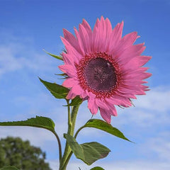 Iris Tectorum Rose Sunflower  Pink Sunflower Seeds Pink Sunflower Seeds