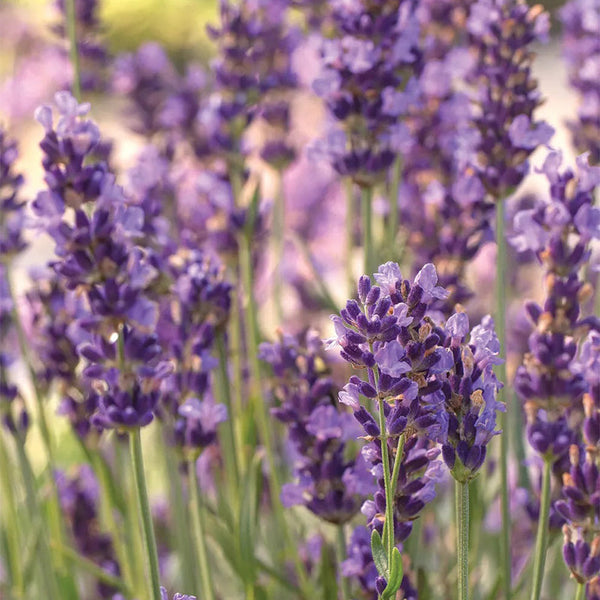 Lavandula angustifolia, Forever Blue