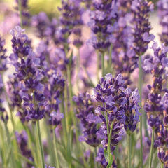 Lavandula angustifolia, Forever Blue