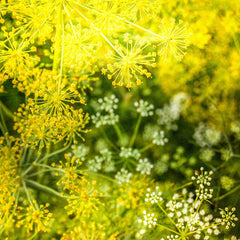 Mammoth Dill