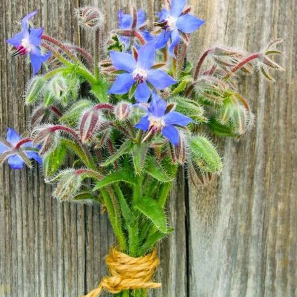 Borage Seeds