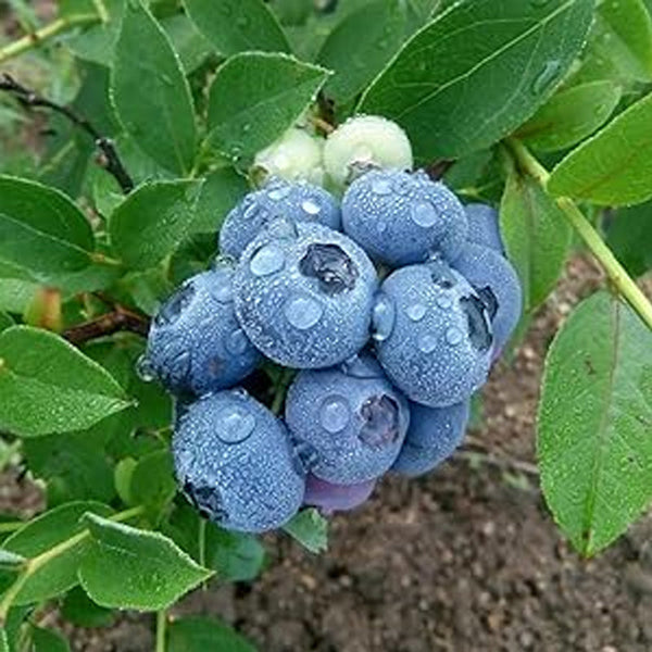 Blueberry Seed  Berry Fresh Fruit Seeds Perennial Outdoor Indoor