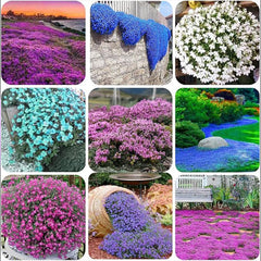 Mix Creeping Thyme Seeds for Planting Ground Cover Plants Easy to Plant and Grow