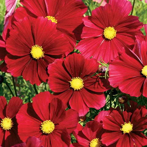 Rubenza' Cosmos Seeds