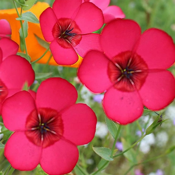 Scarlet Flax Seeds
