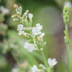 Lavender, Lacy Frills