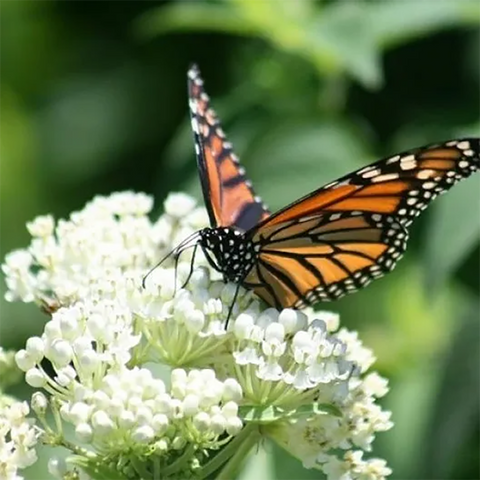 Mix Swamp Milkweed Seeds