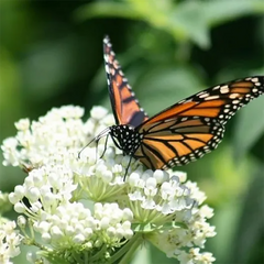 Mix Swamp Milkweed Seeds