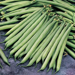 Container Bush Beans Mascotte