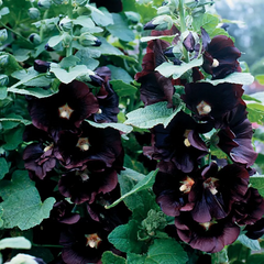 Jet Black  Hollyhock Seeds
