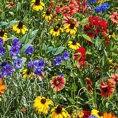 Southeast Wildflower Seeds Extravaganza