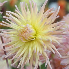 APRICOT STAR