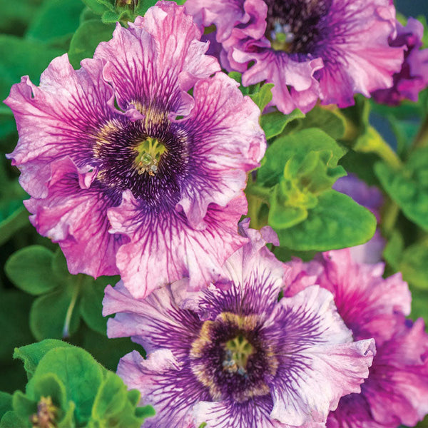 Spellbound Pink Petunia Seed Pack