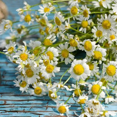 Chamomile Seeds Roman