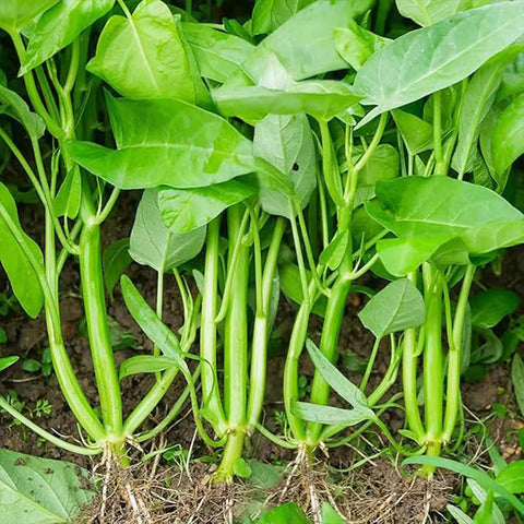 Kong Xin CAI Vegetable Seeds Water Spinach Kangkong Delicious Vegetable Seeds