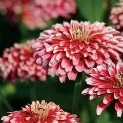 Hidden Dragon Zinnia Seeds