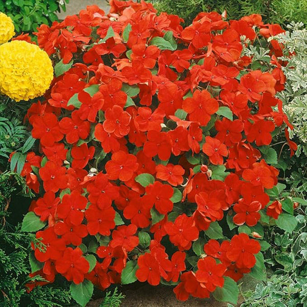 Impatiens Plant Baby Scarlet Flower Seeds for Planting