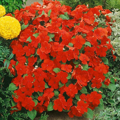 Impatiens Plant Baby Scarlet Flower Seeds for Planting
