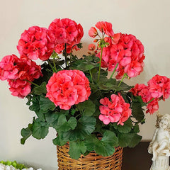 Red Apple Blossom Geranium Seeds