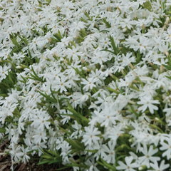 Creeping Phlox, White