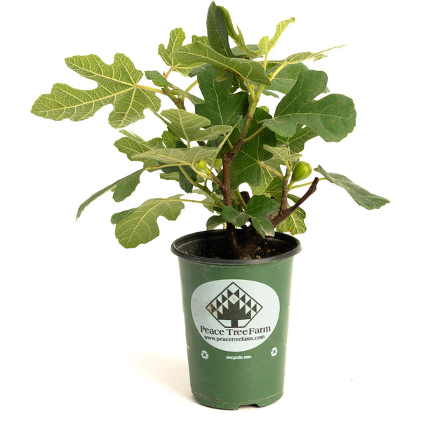 Fignomenal Fig