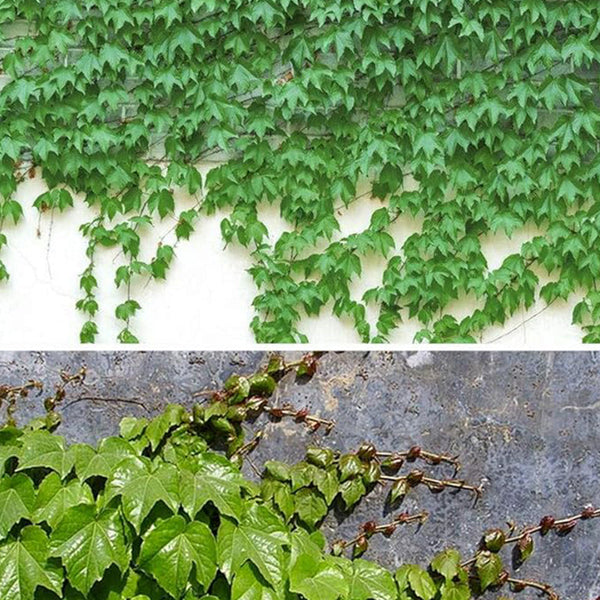 Ivy Vine Liana Seeds Green Vines Climbing Beautiful Ground-Creeping Plants Bonsai Home