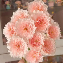 Monique Darve Rose Seeds