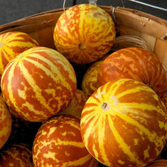 Rare Tigger Melon Seeds Exotic Garden Fruit Seeds to Plant Sweet Exotic Melons
