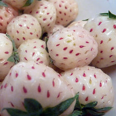 White Carolina Pineberry Plants Bareroot Pineapple/Strawberry Flavor