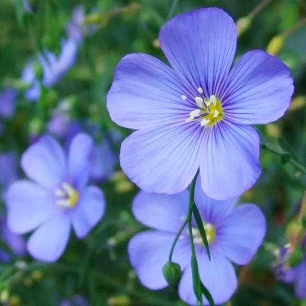 Perennial Blue Flax Seeds