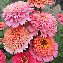 Pink Cupcake Mix Zinnia Seeds