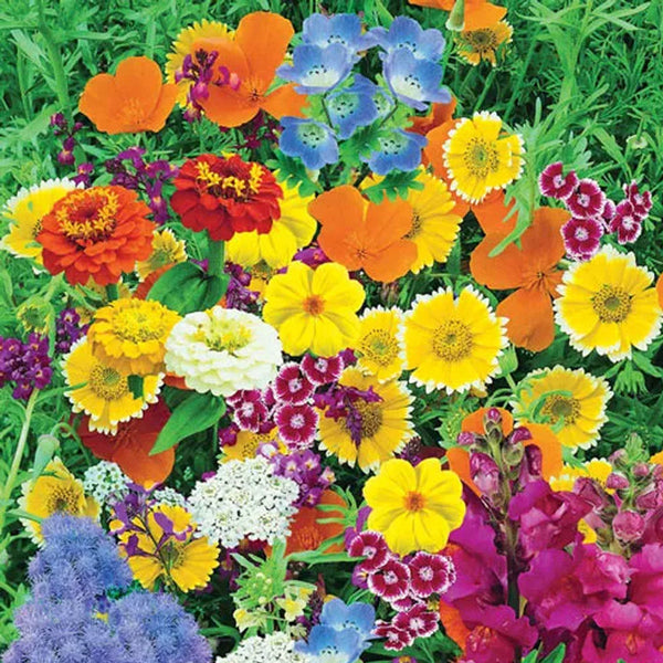 Magic Carpet Seed Mix