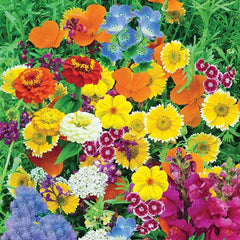 Magic Carpet Seed Mix