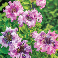 Spellbound Pink Petunia Seed Pack