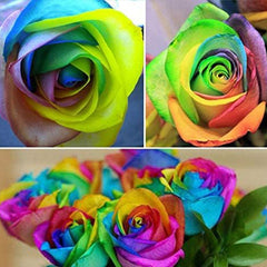 Rare Multi Colorful Rainbow Rose Flower Seeds
