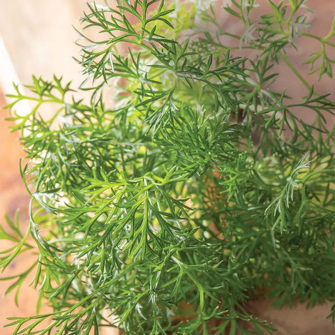 Parsley, Green Dream