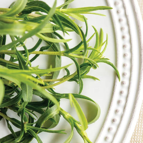 Tarragon, Mexican