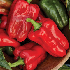 Pepper, Sweet, Great Stuff Hybrid