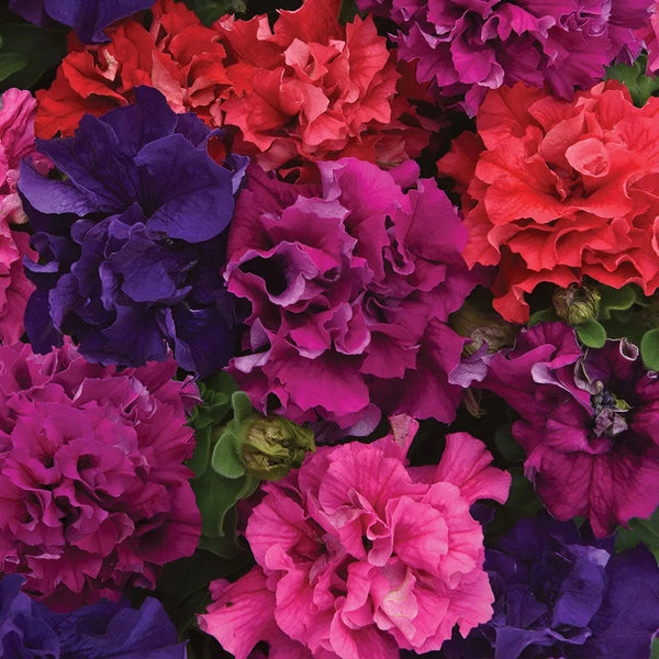 Petunia Premium Mix Seed Collection