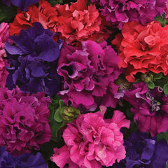 Petunia Premium Mix Seed Collection