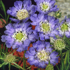 Perennial Blue Scabiosa Pincushion Flower Seeds for Planting