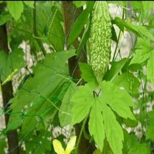 Bittergourd Vegetable Seeds