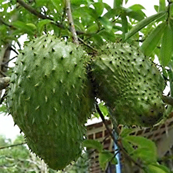 Giant Soursop Seeds for Planting, Annona Muricata, Graviola, Guyabano, Sirsak,  Tasty Tropical Native Fruit Tree