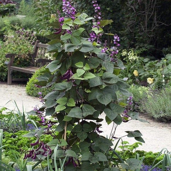 Perennial Green Dolichos Lablab Hyacinth Bean Vine & Flower Seed for Planting