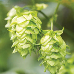 Hops, Mt. Hood
